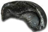 Large, Fossil Whale Ear Bone - South Carolina #301916-1